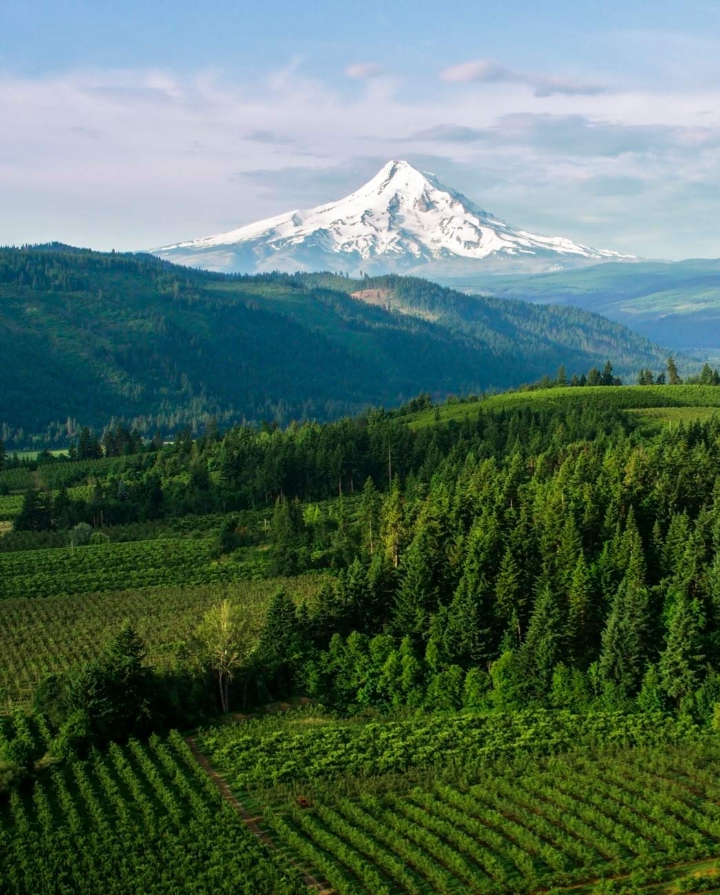 Aerial Farmland with beautiful view of the Mount Hood
